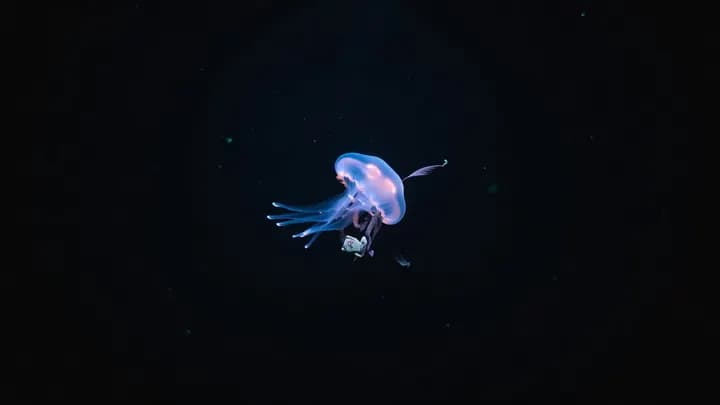 A glowing jellyfish